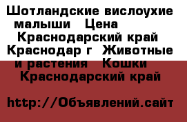 Шотландские вислоухие малыши › Цена ­ 1 500 - Краснодарский край, Краснодар г. Животные и растения » Кошки   . Краснодарский край